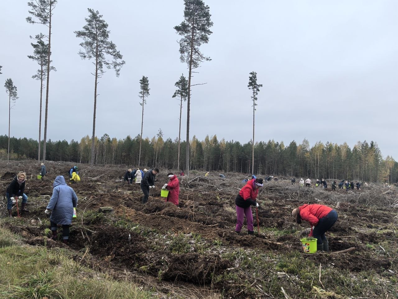 Коллектив Министерства образования принял участие в республиканской акции «Дай лесу новае жыццё!»